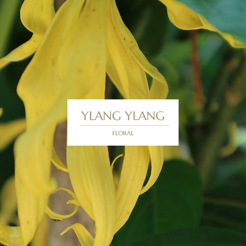 YLANG YLANG